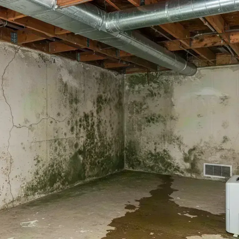 Professional Mold Removal in Oglesby, IL